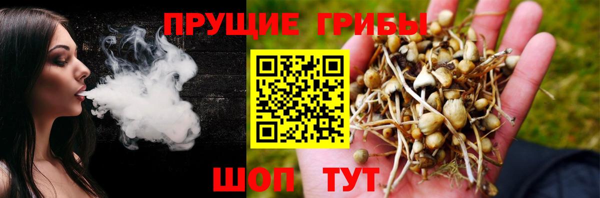 Псилоцибиновые грибы Psilocybe Майский